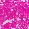 Neon Rose Glass Rhinestones